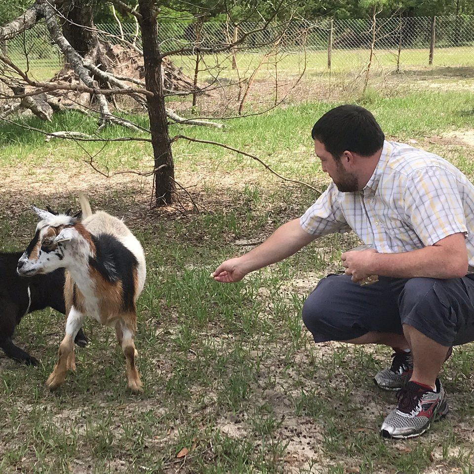Fedding pgmy goats in florida