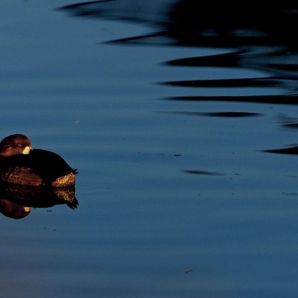 Lesser scaup20121130 1865 sesul5 0