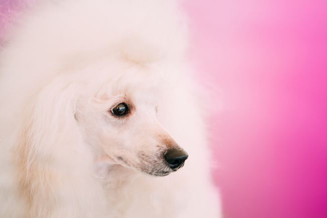 Bigstock white standard poodle dog clos 7296805920170823 22040 f5jxys