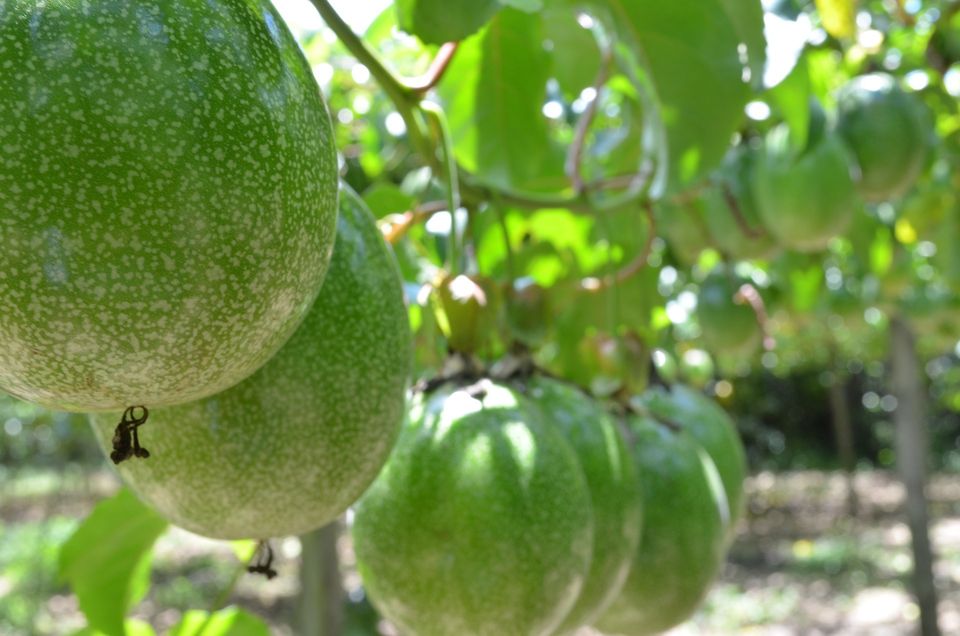 Passion fruit 54e5d04049 1920