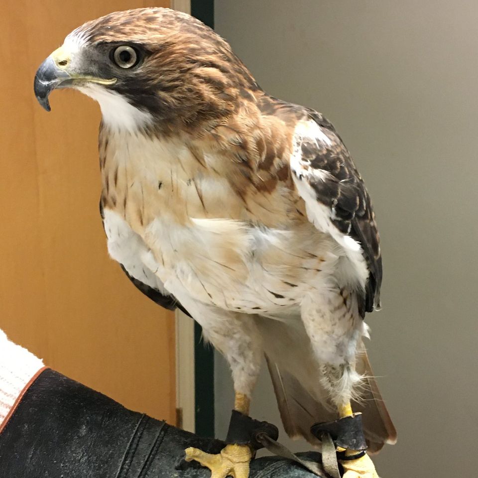 Winter red tail hawk