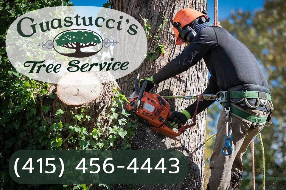 Best Tree Service Bell thumbnail