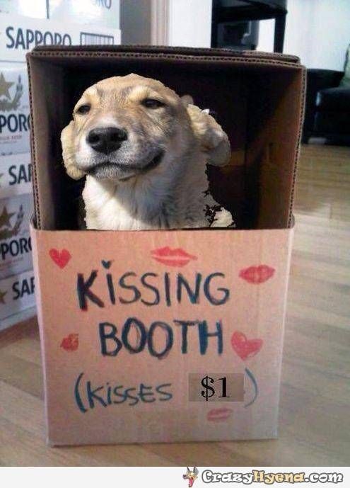 Funny dog in kissing booth cute