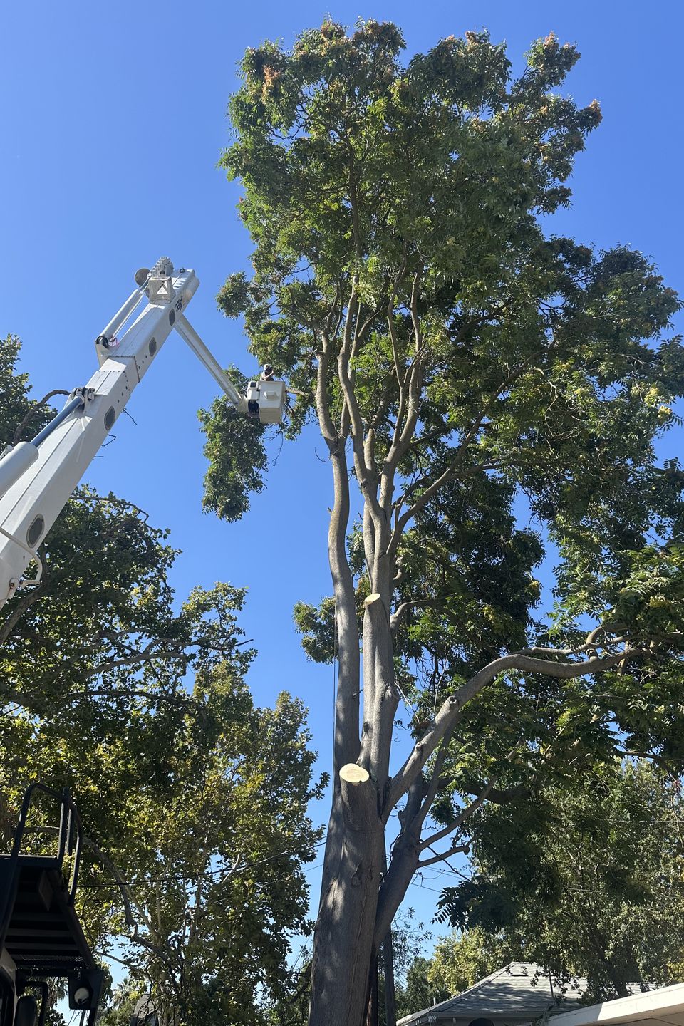 Precision tree trimming and canopy pruning in Dixon and Esparto CA by The Arbor Tree Service Company