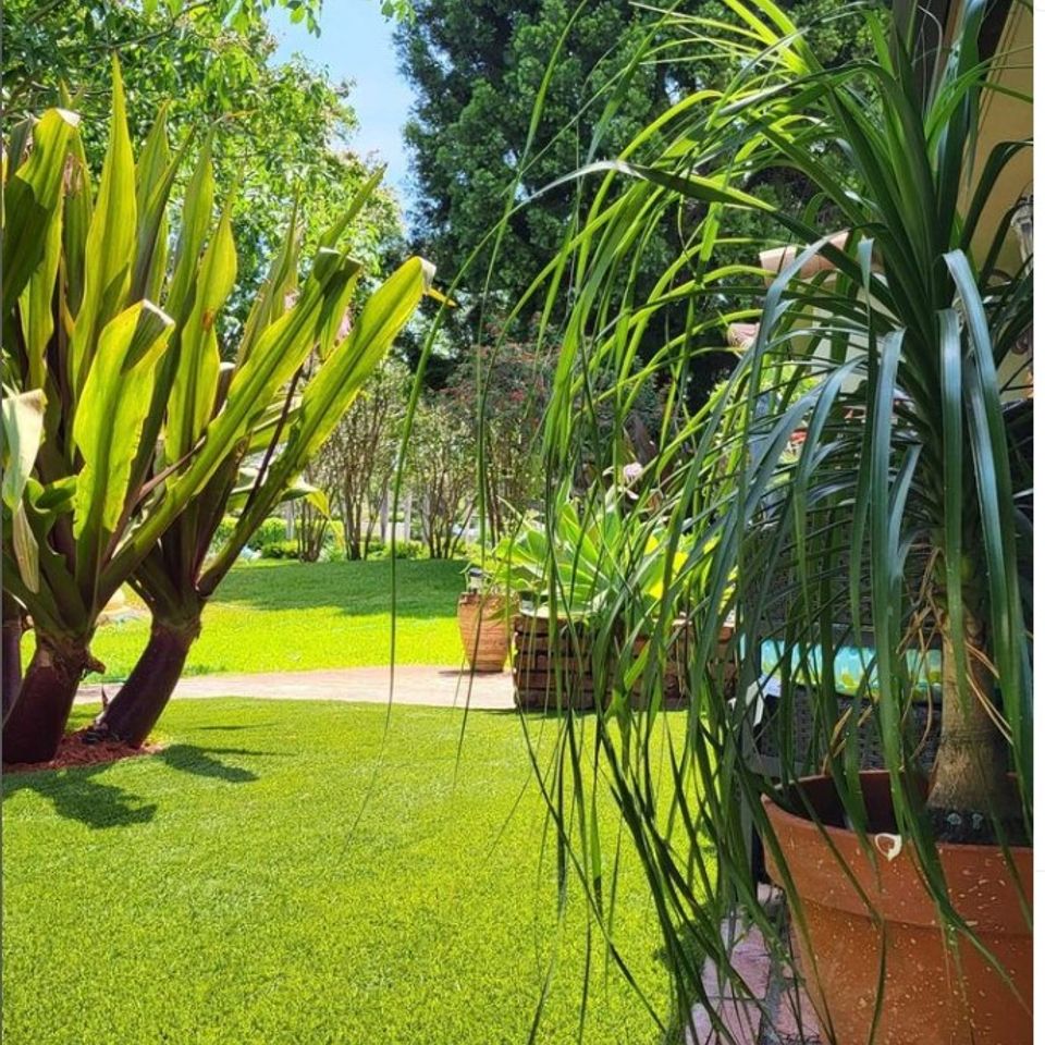 Landscape plant 