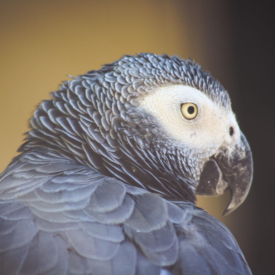 African grey hotsell pet store