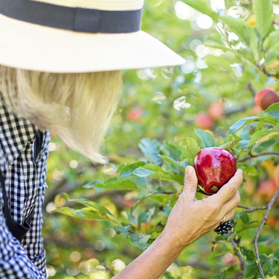 Picking apple 55e6d3424d 1920