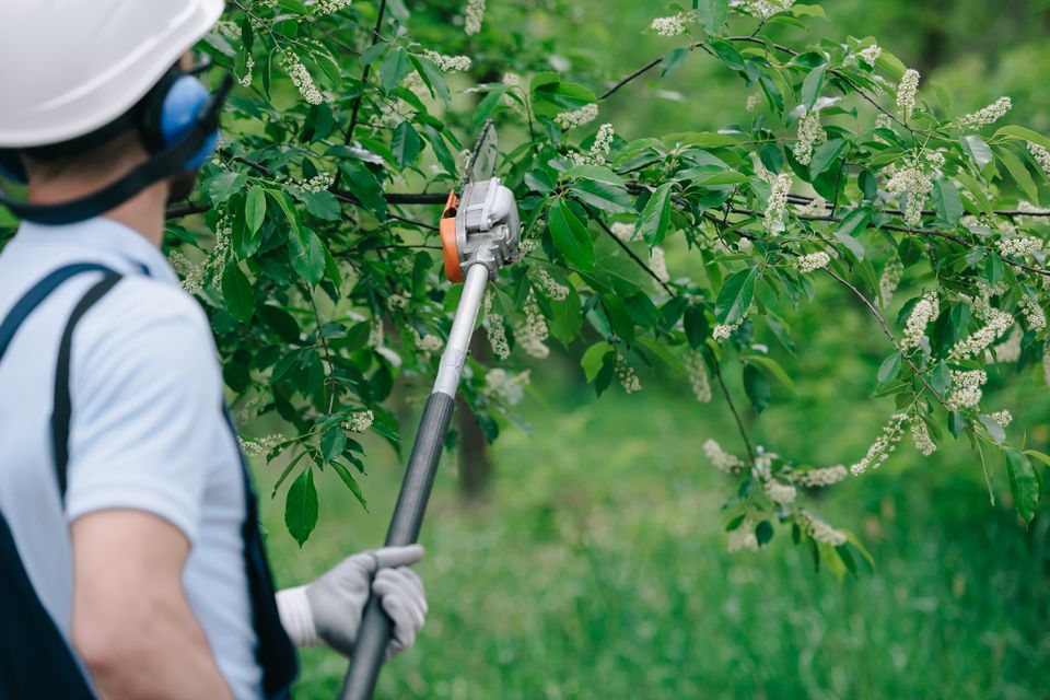 A professional tree trimming