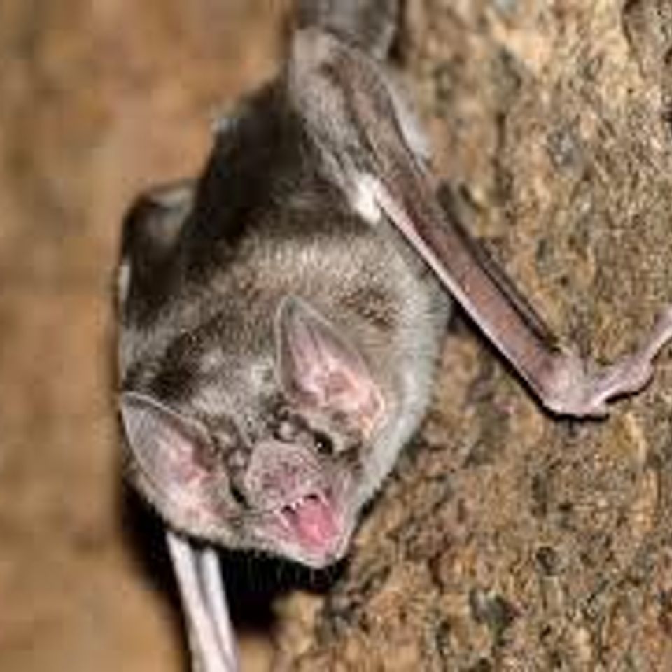Bat220170212 781 1qqo1vc