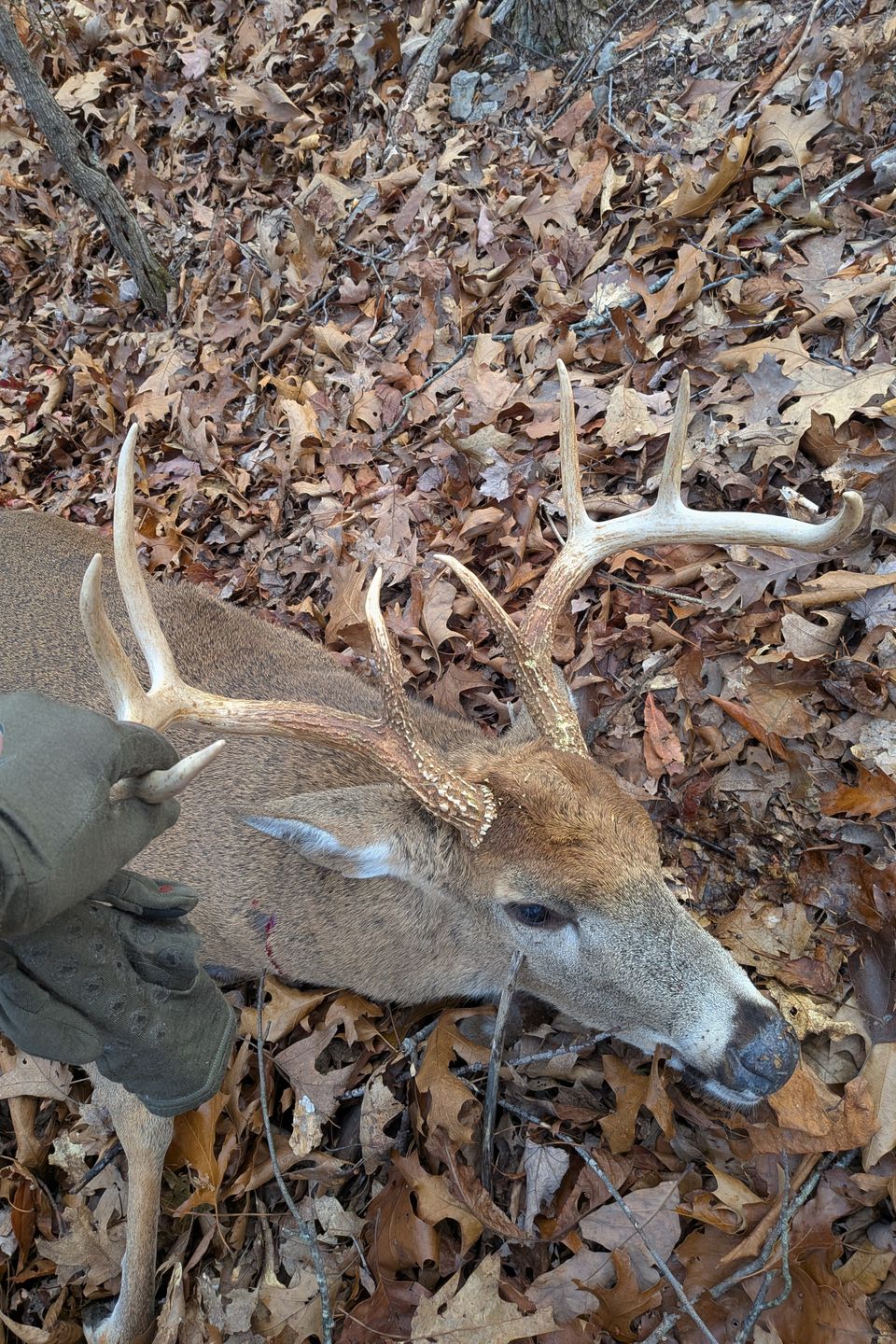 Neil Weidman of Lititz, PA harvested this 8-point buck with a 20" spread, on opening morning.