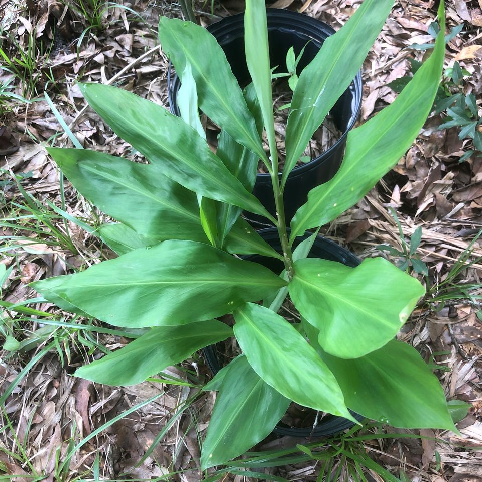 Edible ginger plant