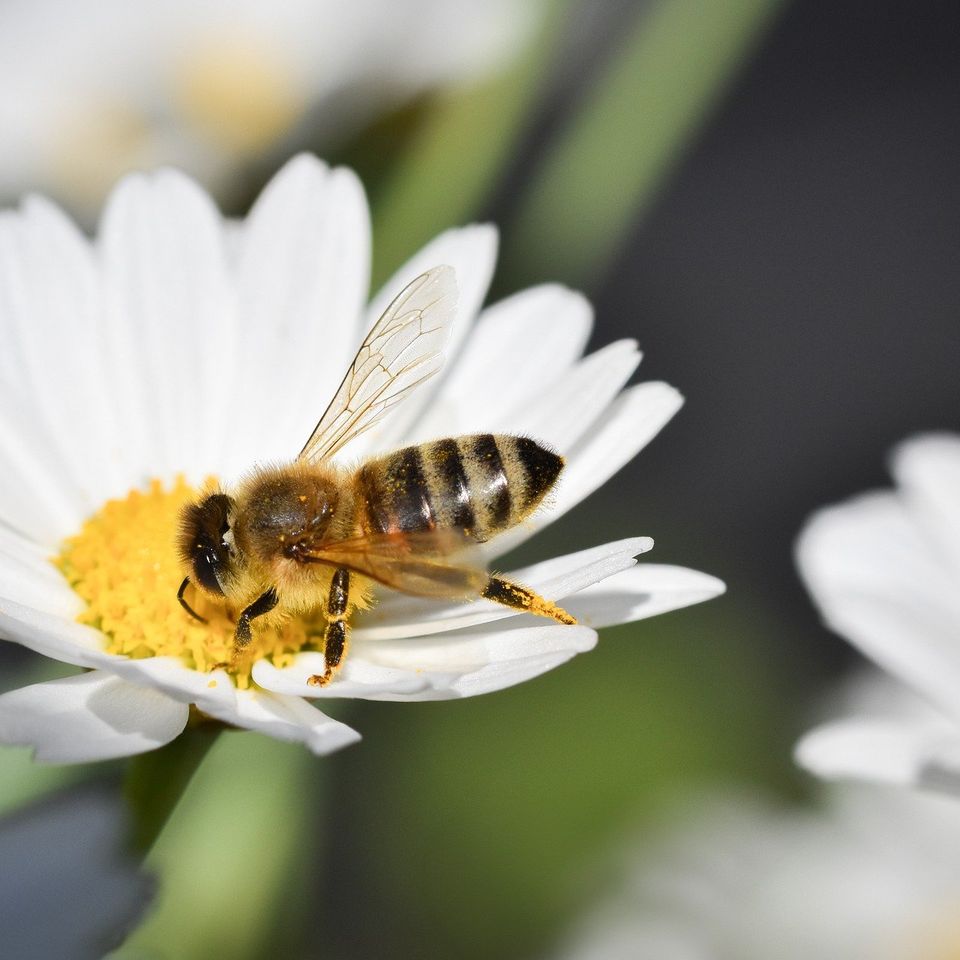 Bee g695acf469 1920