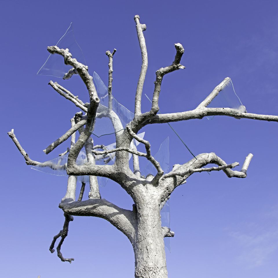 Tree removal Placer County