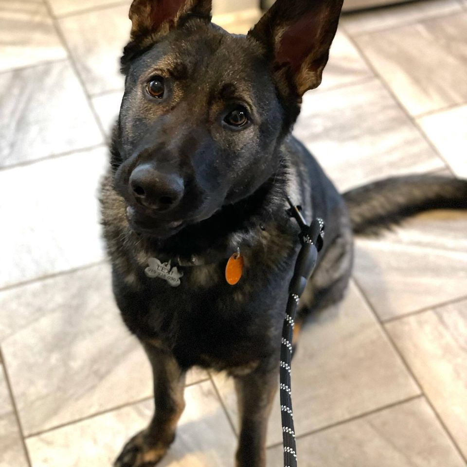 Lexi gsp