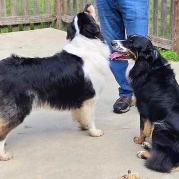 Ziggy and gus