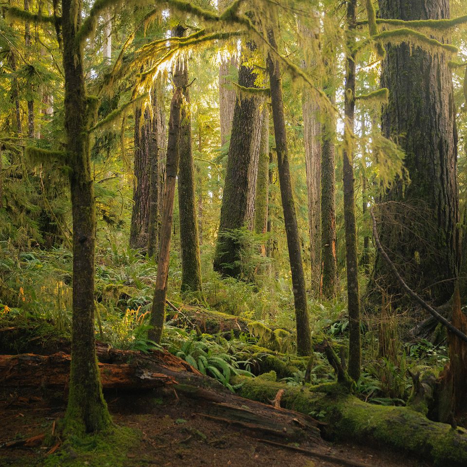 Forest k.mcgregor