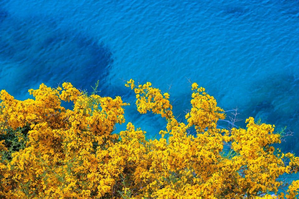 Flowers g114cfc9bf 1920