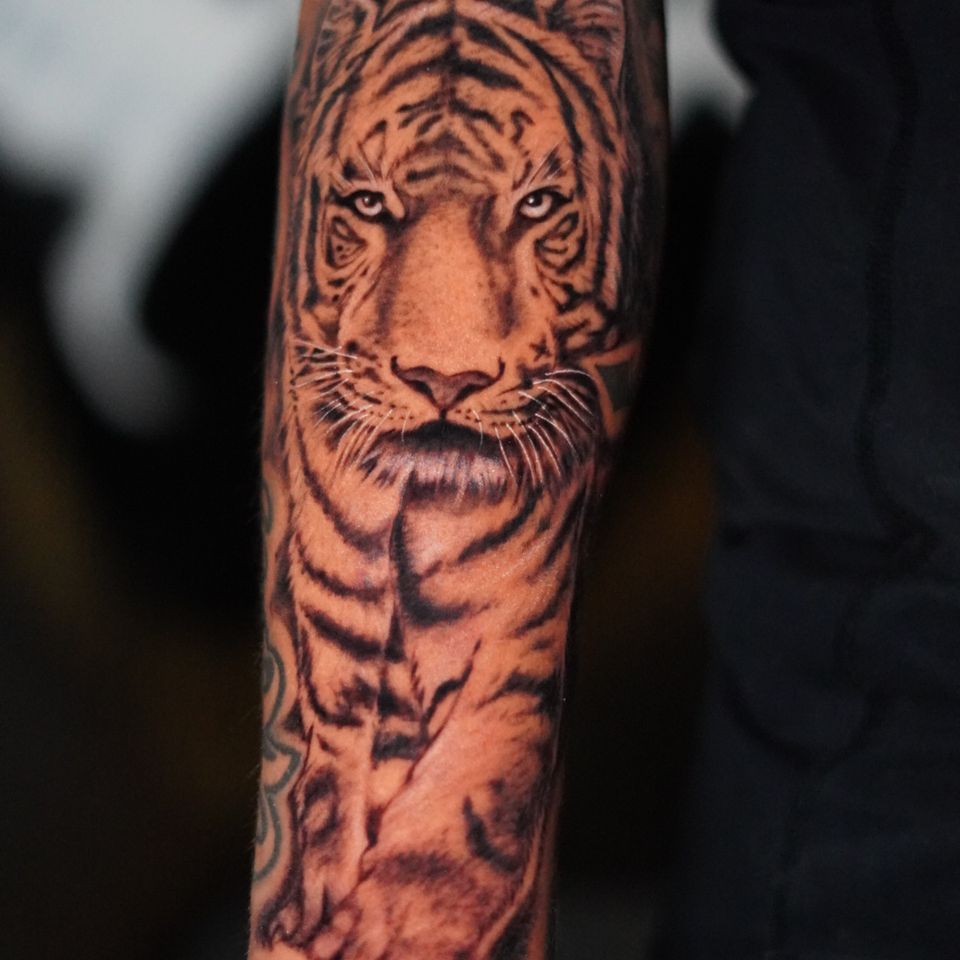 Image of a tiger tattoo in black and white that appears to be stalking with a focused gaze