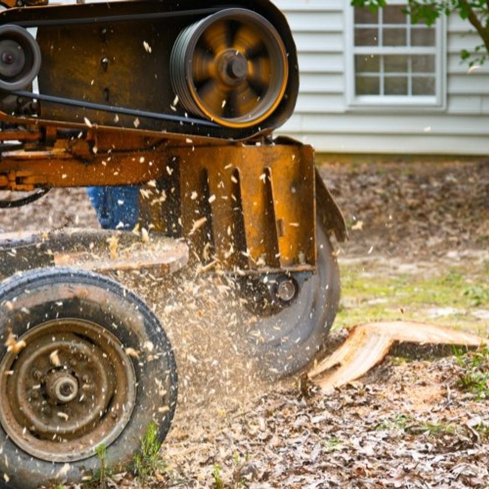 Stump grinding 1