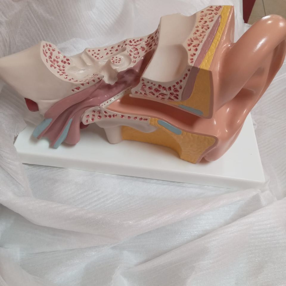 Human ear model