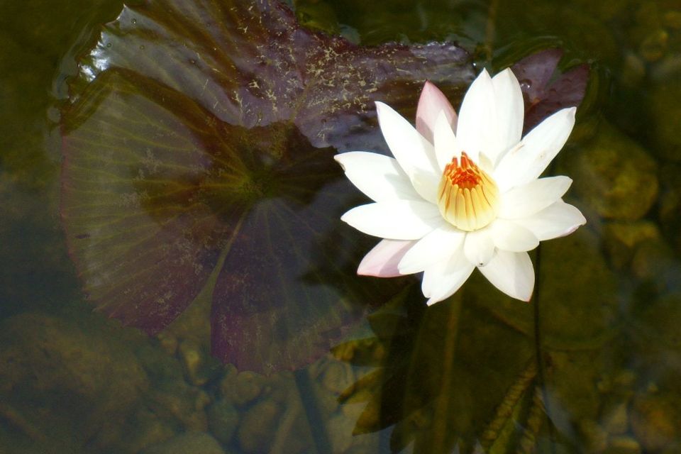 Water lily for web orig