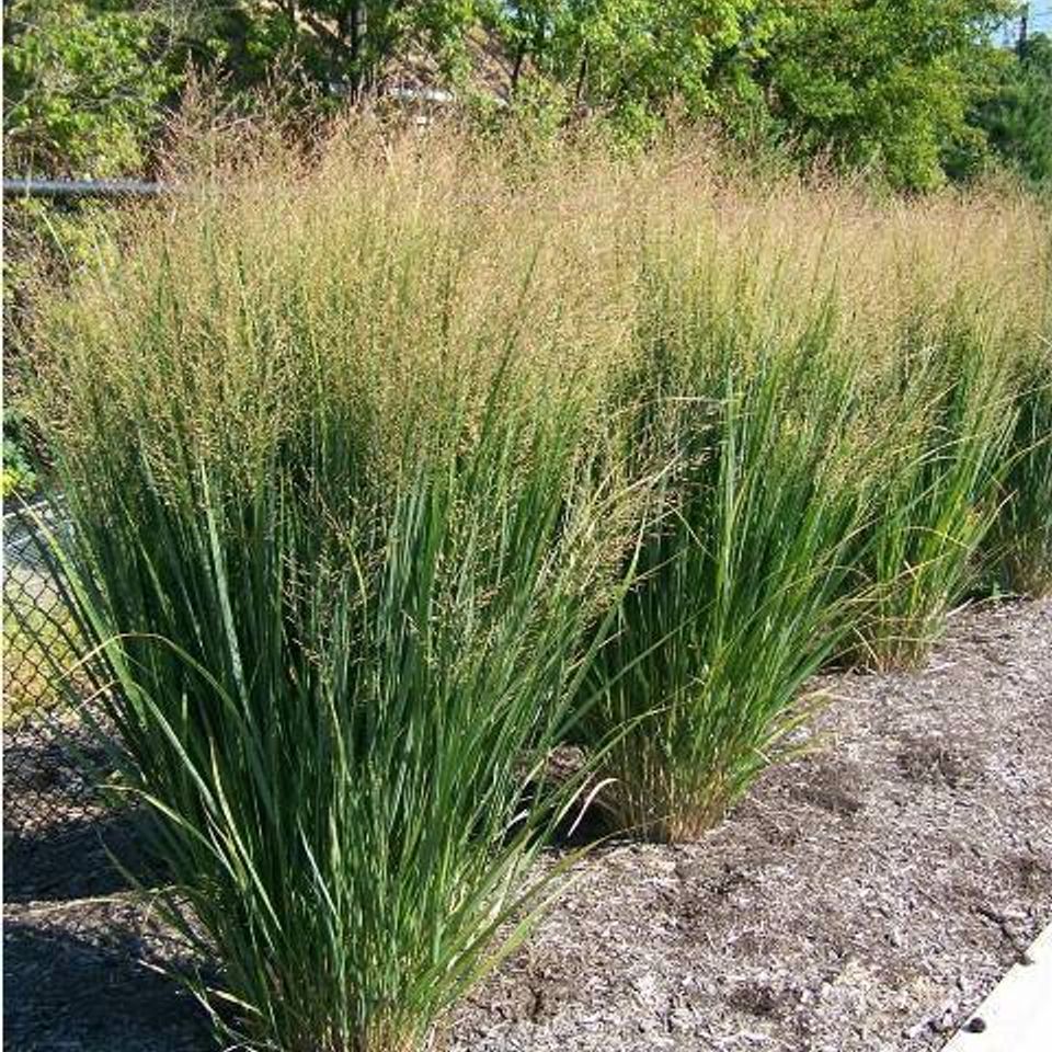 Perennials20160128 32214 odwu2w