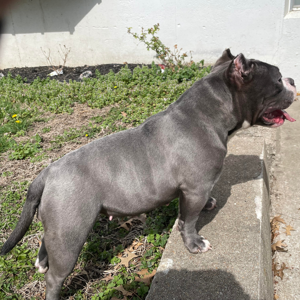 Nyssa side view