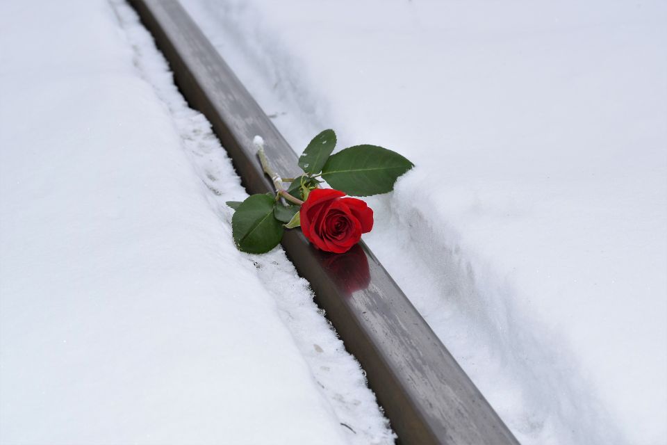 Red rose in snow g5fc397f60 1920