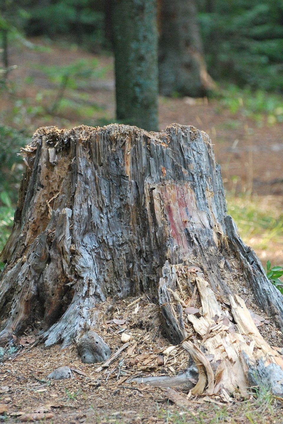 Stump Grinding