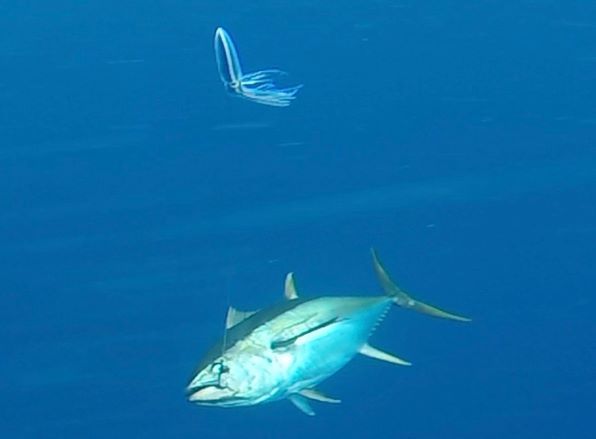 Large tuna underwater eyeballing a treat