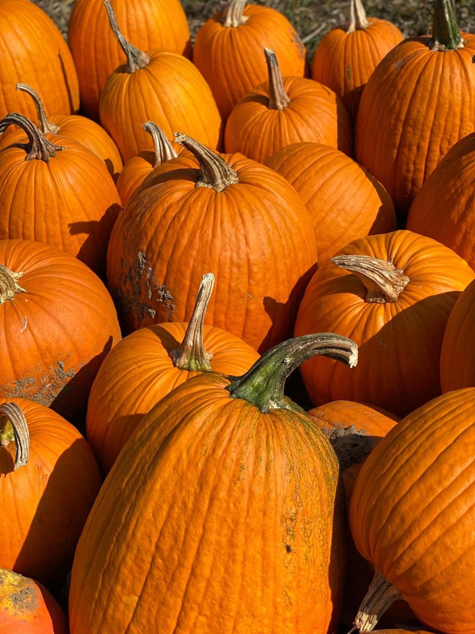 Pumpkins