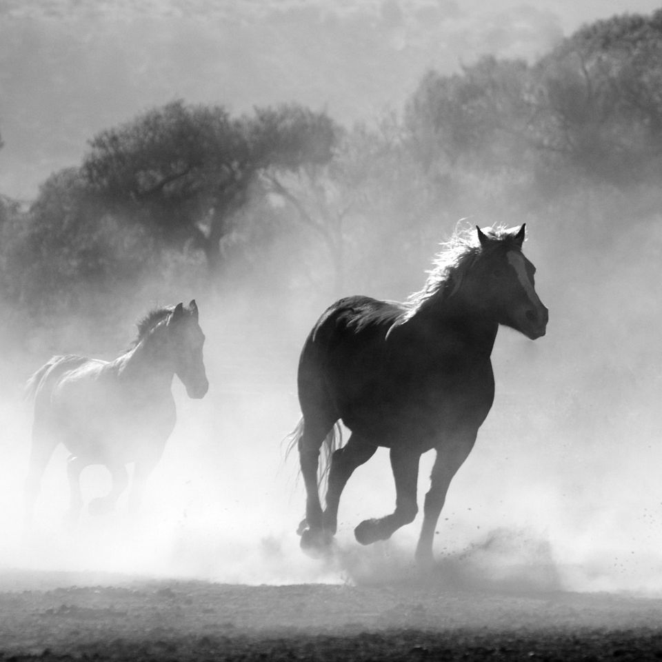 Horses g5edbfd08d 1920