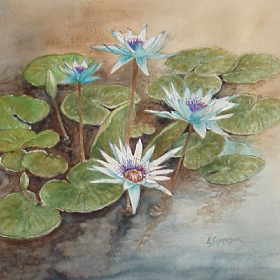Blue lilies