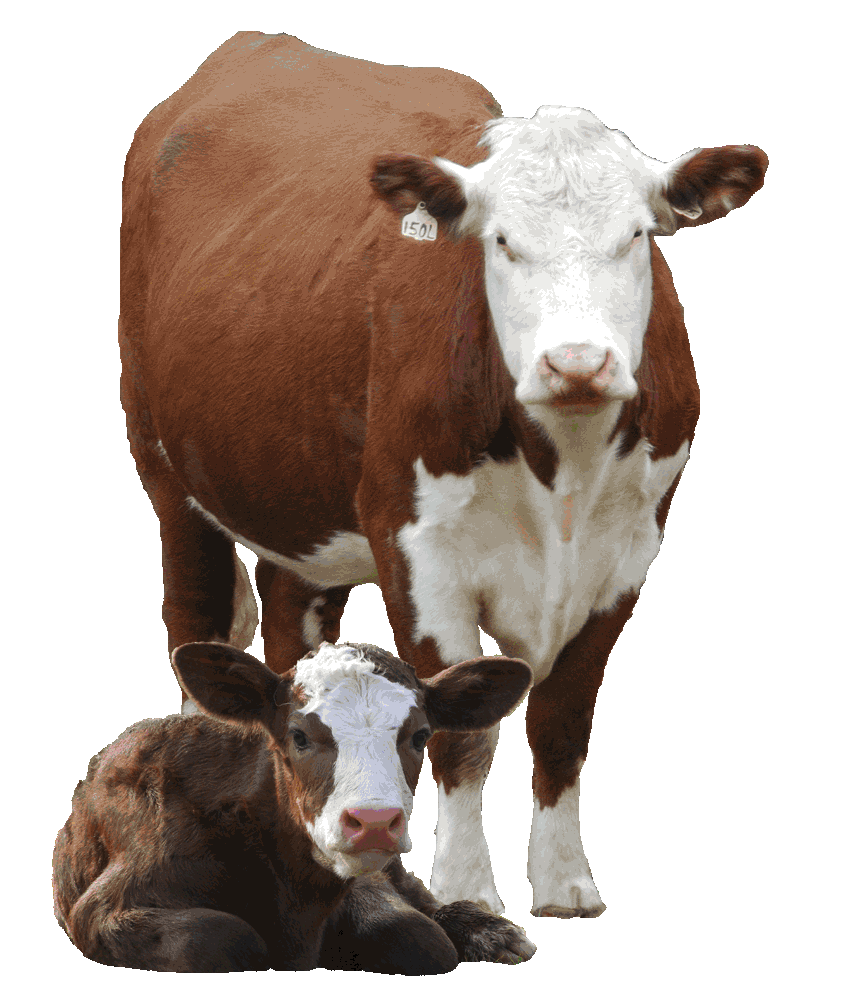 Cows