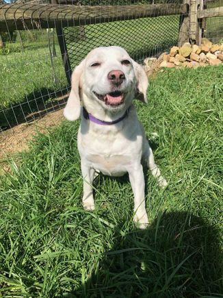 White dog smiling