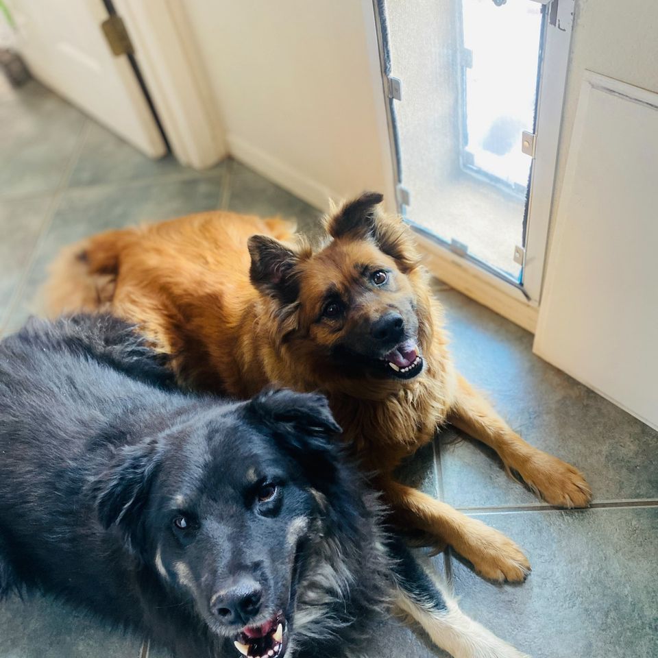 Two dogs looking up with door