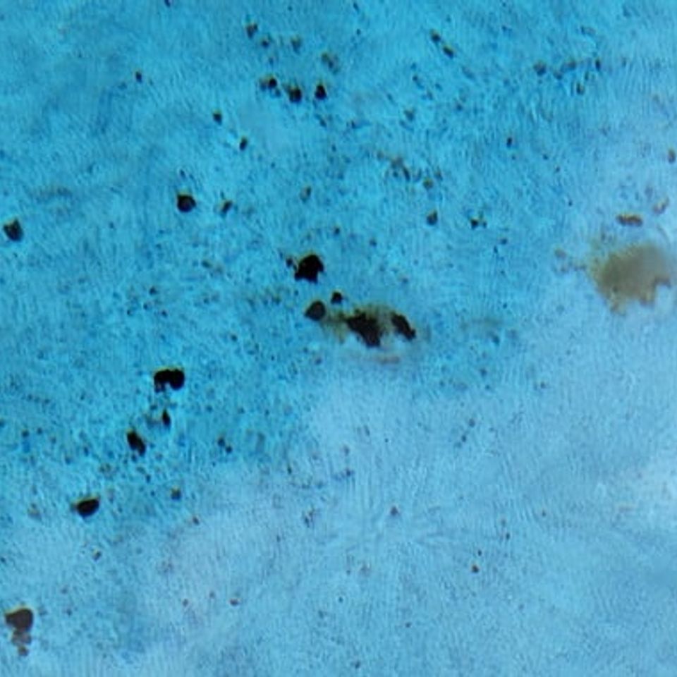 Black algae feature