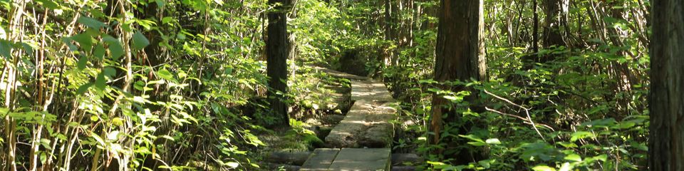 Ponkapoag path 1