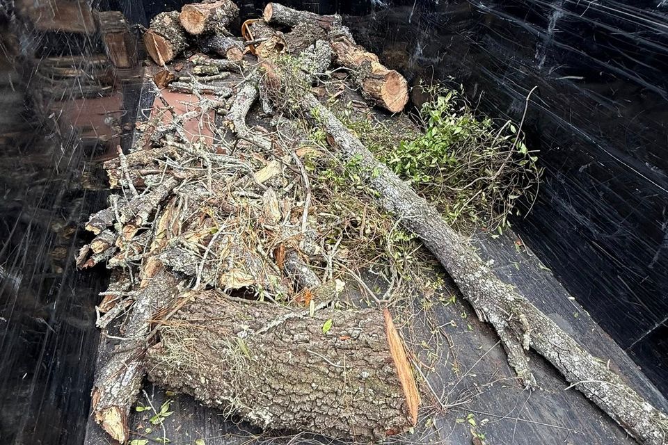 Tree branches in the back of the JNJ Hauling Solutions truck ready for removal