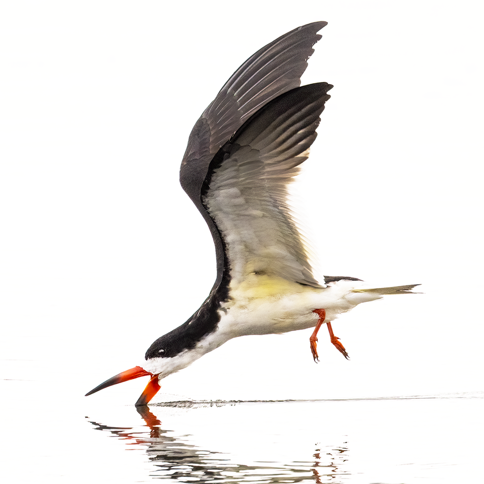 Skimmer