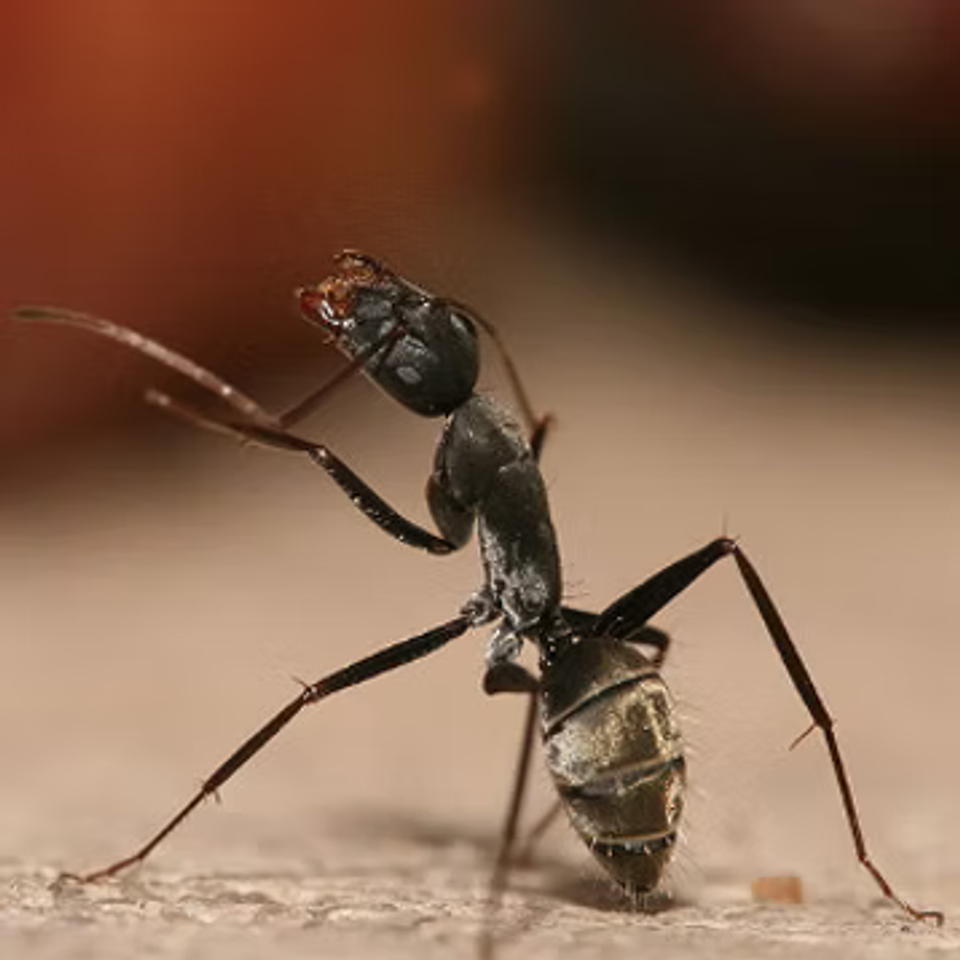 Bug4