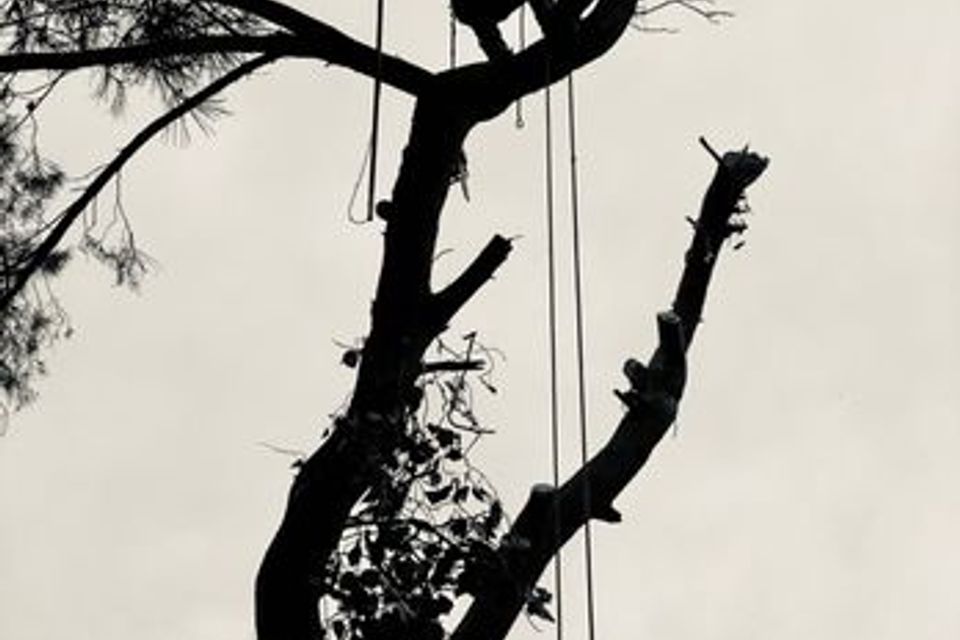 cheap tree trimming sacramento