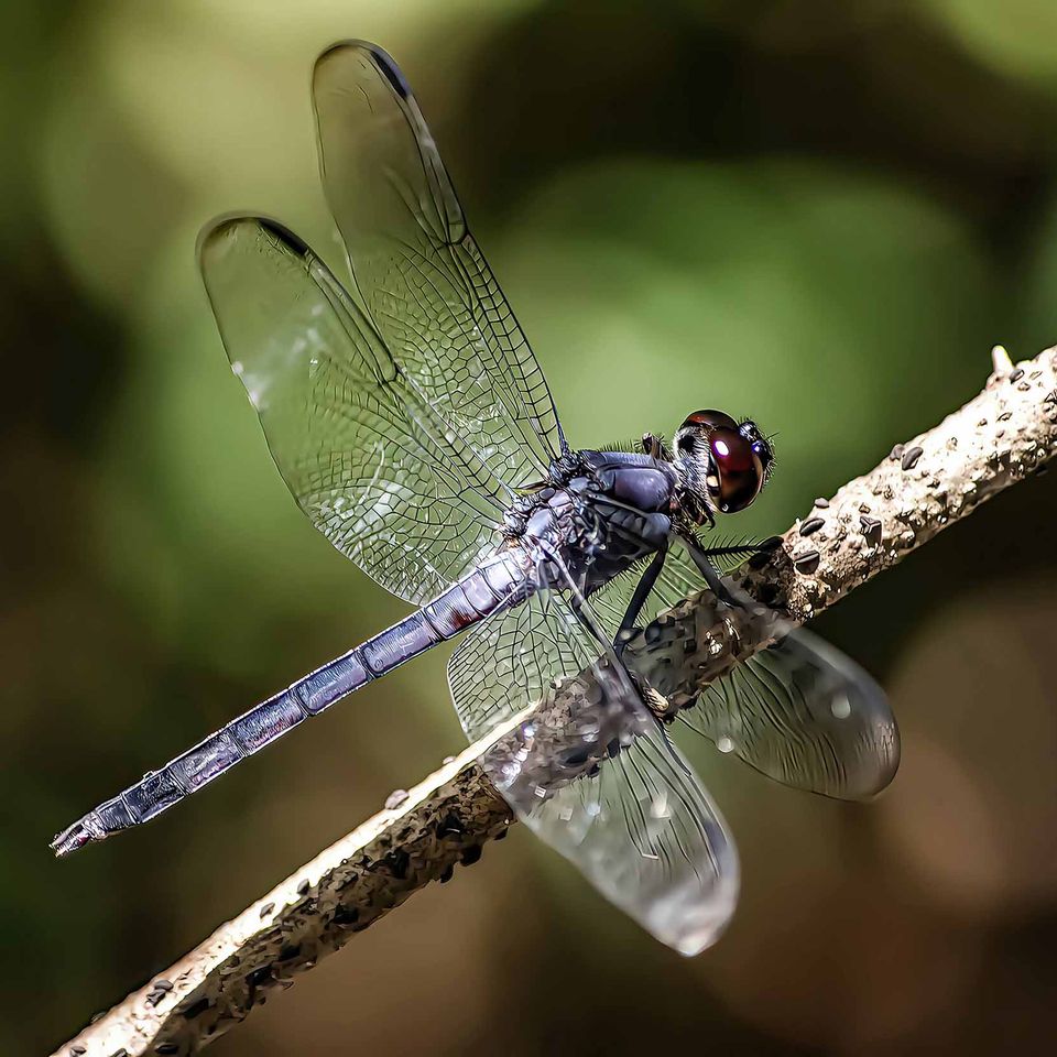 Dragonfly for website