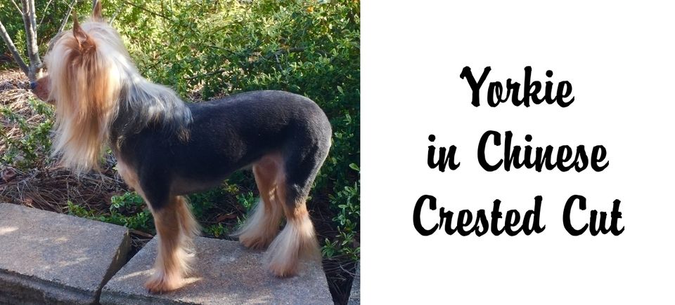 Faces   yorkie chinese crested20150715 7422 1bwkhjt