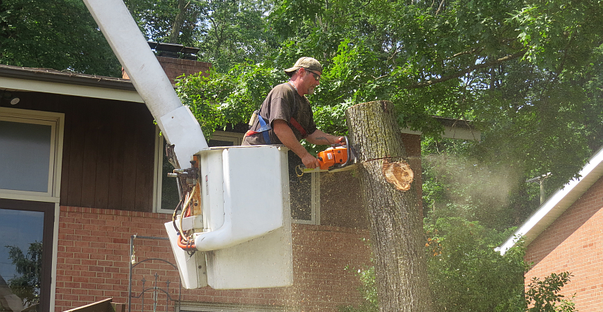 Tree removal abingdon