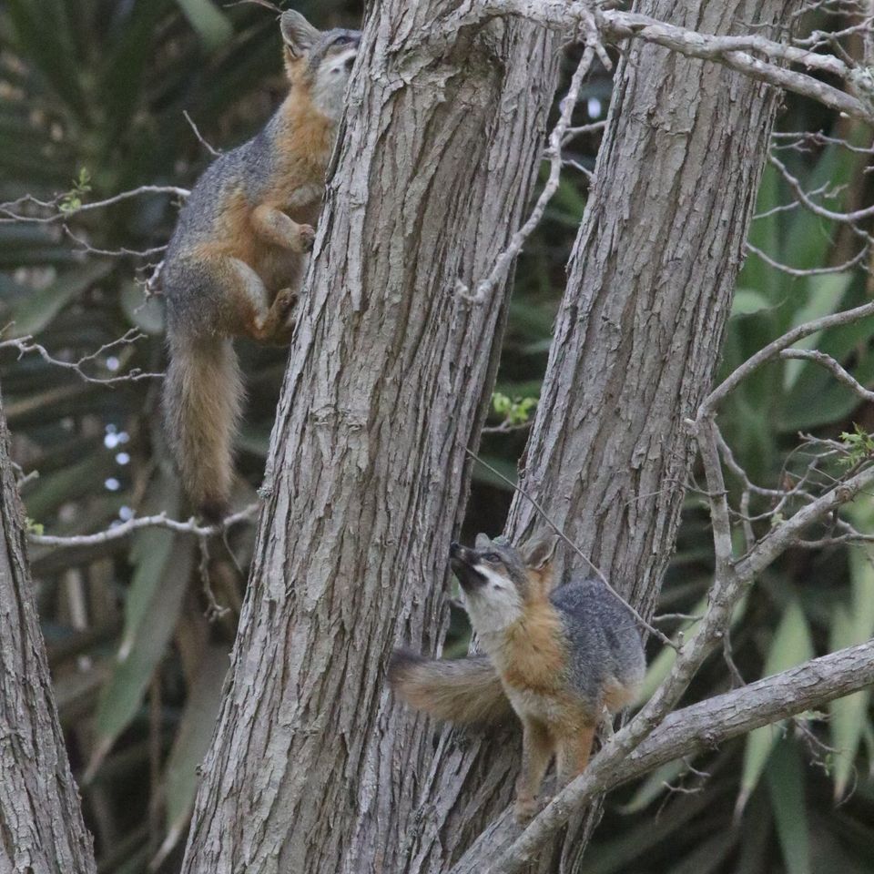 Chuckgraham islandfoxes treeclimbing img023