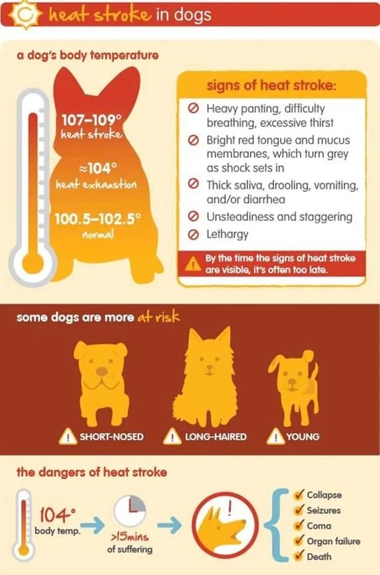 Heatstroke in pets