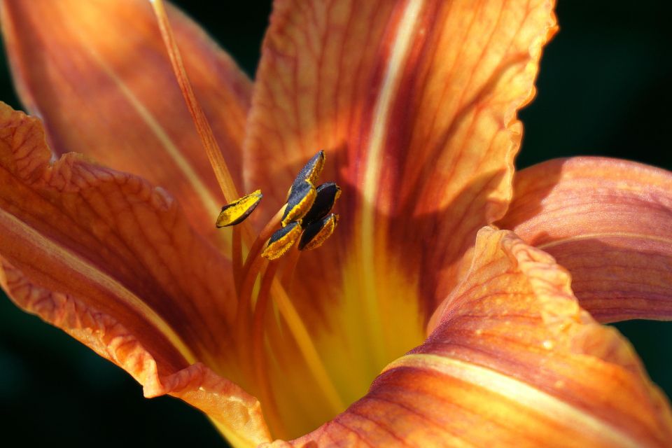 Orange lilies gd6a0c24f1 1920