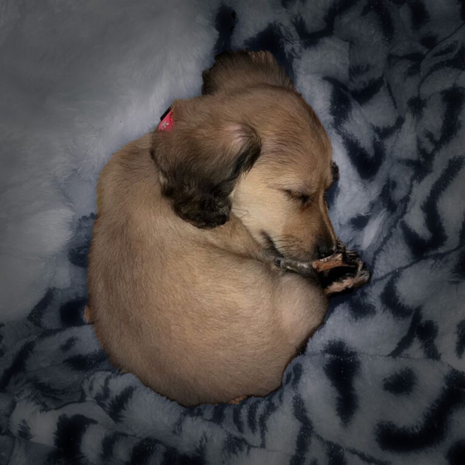 Puppy placeholder 768x768