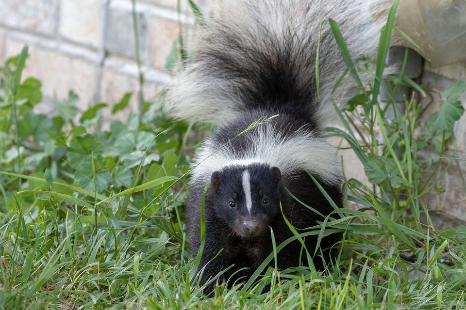 Skunks? call Lanser Pest Solutions